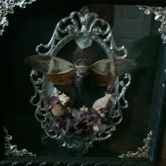 Custom handmade double framed cicada - Picture 2 of 4